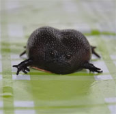Black Rain Frog - Frog has a horrifying body and face