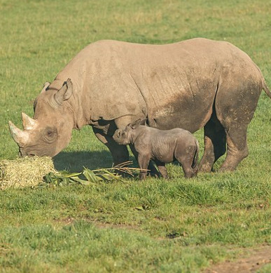 Black rhinoceros was rarely born in the British zoo