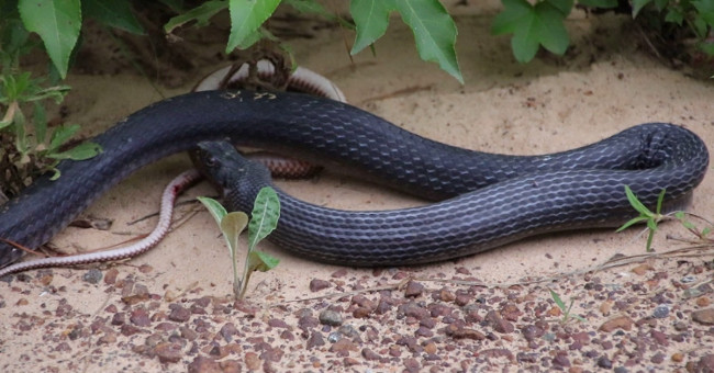 Black snakes buckled and vomited out the same kind of people living on the side of the road