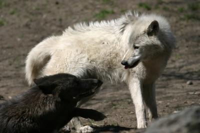 Black wolf is the first genetically modified predator
