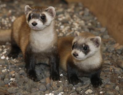 Black-footed ferrets are born from frozen sperm