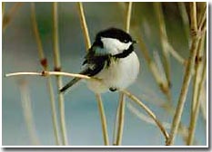Black-headed bird's ability to withstand cold