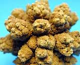 Bladder stones can cause kidney failure