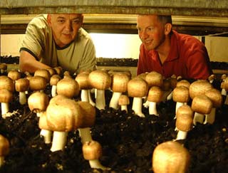 Blazei - Mushroom production and application