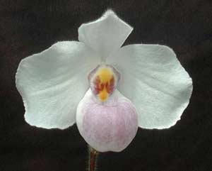 'Bleeding' rare plants