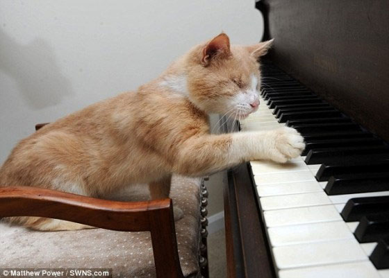 Blind cat playing the piano