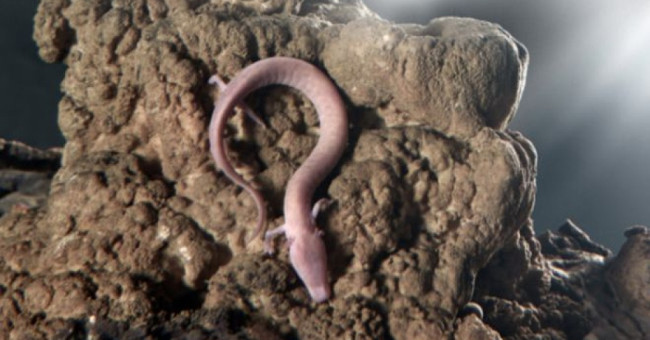 Blind dragon with rare egg cultivation in Slovenian caves