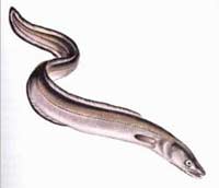 Blind eels specialize in eating big fish