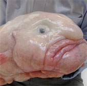 Blobfish: The most 'ugly' animal on Earth