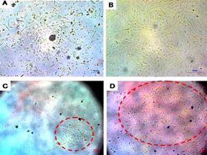 Blood in women: New stem cell source