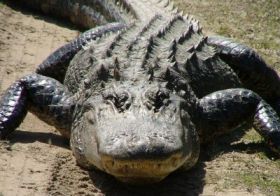 Blood of crocodile cure infections resistant to drugs