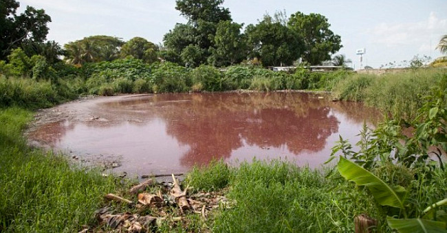 Blood panic in Mexico stimulates 300 crocodiles