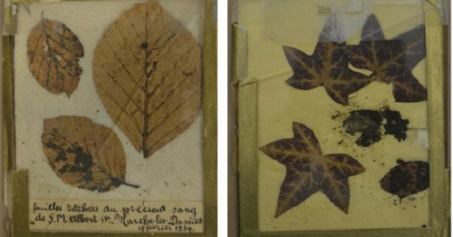 Blood stains on the mysterious 83-year-old leaf on the death of the Belgian king