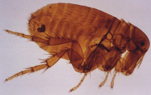 Blood sucking insects scatter in Africa