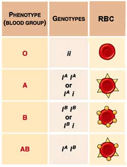 Blood type and married life