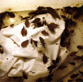 Blood-sucking stink bugs are capable of attacking the globe