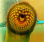 Bloodthirsty fish species and