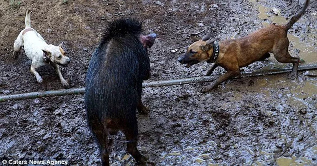 Bloody deaths between dogs and wild pigs in Indonesia