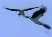 Bloody eagle