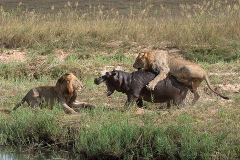 Bloody hippos with lions