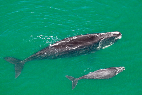 Blue whale reappears