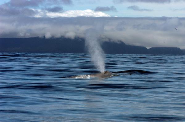 Blue whale re-establish historical migration patterns