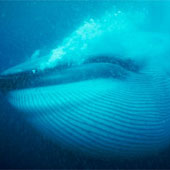 Blue whales rotate 360 ​​degrees to hunt