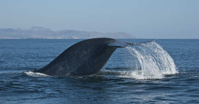 Blue whales were first discovered in the Red Sea