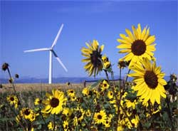 Boats are powered by sunflower oil!