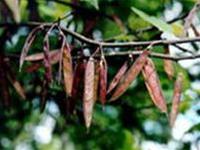 Bodhi smoke can fight bird flu