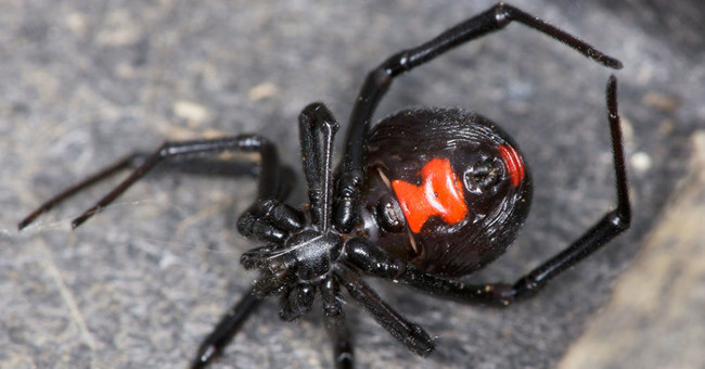 Body reaction after black widow spider bite