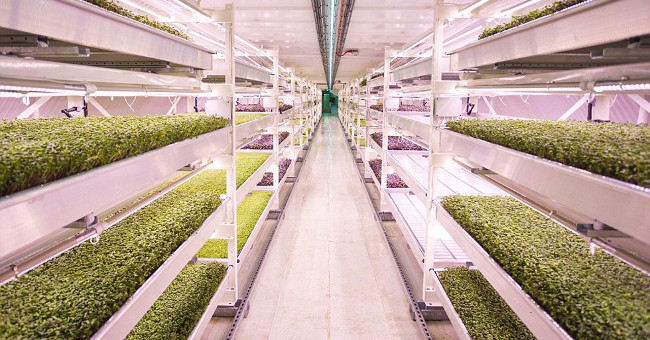 Bomb shelter turned into a clean vegetable farm in London