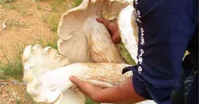 Bombshell discovered 3 giant mushrooms never seen