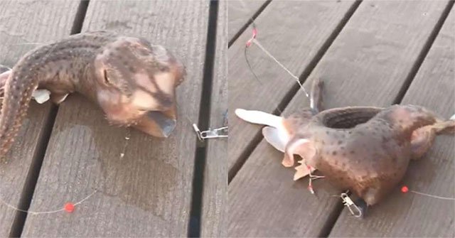Bombshell strange sea creatures captured in New York