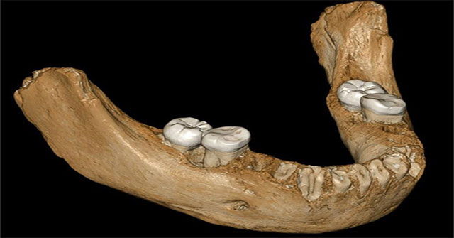 Bone fossils 160,000 years explain the genetic variant of humans