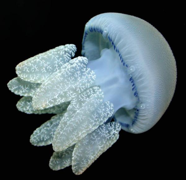 'Booming' jellyfish - a threat to the ocean