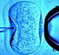 Born from test tubes, health is affected?