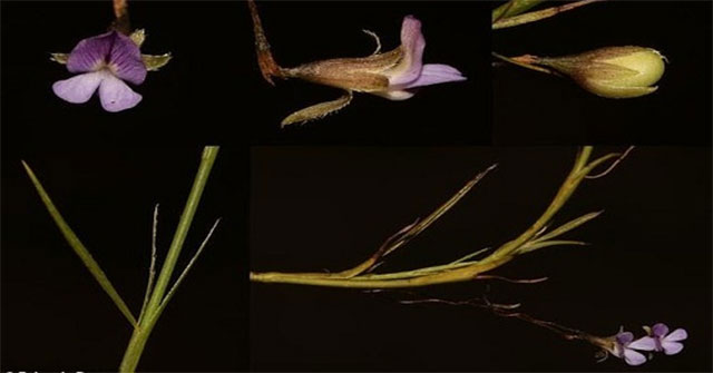 Botanists found flower plants extinct for 200 years