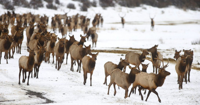 Both elk flocks die from ice slips when drinking water