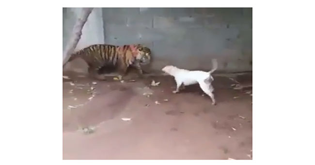 Both the liver teased the tiger, Dogo received a tragic outcome
