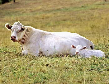 Bovine always turns its head in one direction