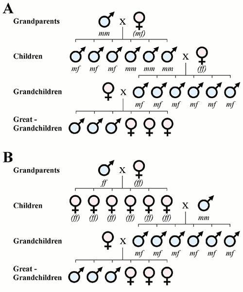 Boys or girls depend on their father