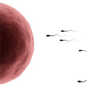 BPA breaks human fertility