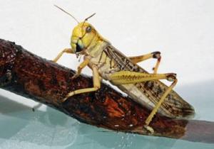 Brain disorders in insects have many similarities in humans