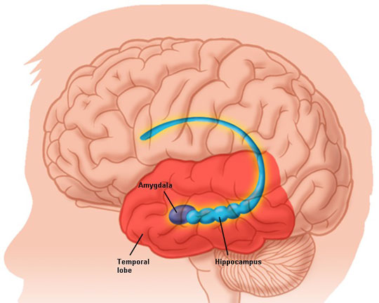 Brain gray matter reflects the political tendency