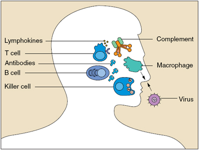 Brain structure reinforces immunity