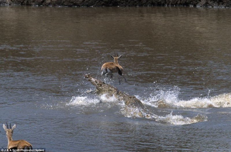 Brave antelope jumps over the crocodile head