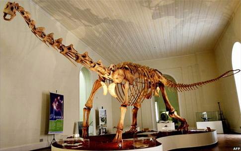 Brazil discovered new fossil dinosaurs