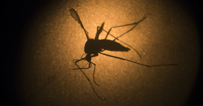 Brazil manufactures equipment to diagnose dengue fever in 15 minutes