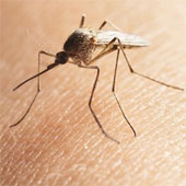 Brazil releases mosquitoes resistant to dengue virus